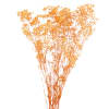 Gypsophile séchée orange